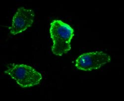 Invitrogen OX40 (CD134) Monoclonal Antibody (2H1) 100 &mu;L; Unconjugated:Antibodies,