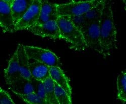 Invitrogen OX40 (CD134) Monoclonal Antibody (2H1) 100 &mu;L; Unconjugated:Antibodies,