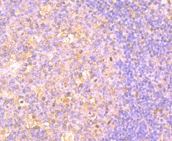 Invitrogen OX40 (CD134) Monoclonal Antibody (2H1) 100 &mu;L; Unconjugated:Antibodies,