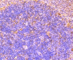 Invitrogen OX40 (CD134) Monoclonal Antibody (2H1) 100 &mu;L; Unconjugated:Antibodies,