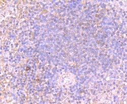 Invitrogen OX40 (CD134) Monoclonal Antibody (2H1) 100 &mu;L; Unconjugated:Antibodies,