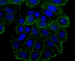 Invitrogen OX40 (CD134) Monoclonal Antibody (2H1) 100 &mu;L; Unconjugated:Antibodies,