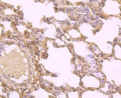 Invitrogen OX40 (CD134) Monoclonal Antibody (2H1) 100 &mu;L; Unconjugated:Antibodies,