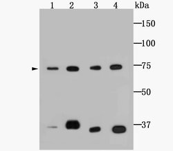 Invitrogen HSPA9 Monoclonal Antibody (6-A9) 100 &mu;L; Unconjugated:Antibodies,