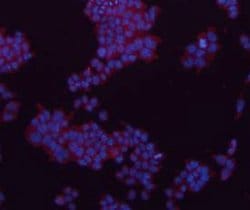 Invitrogen GAPDH Monoclonal Antibody (5-E10) 100 &mu;L; Unconjugated:Antibodies,
