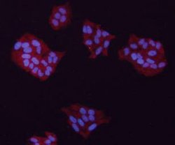 Invitrogen GAPDH Monoclonal Antibody (5-E10) 100 &mu;L; Unconjugated:Antibodies,