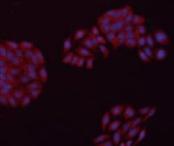Invitrogen GAPDH Monoclonal Antibody (5-E10) 100 &mu;L; Unconjugated:Antibodies,