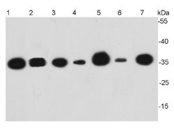 Invitrogen GAPDH Monoclonal Antibody (5-E10) 100 &mu;L; Unconjugated:Antibodies,