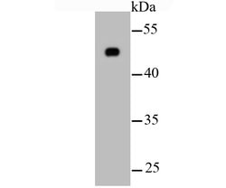 Invitrogen beta Tubulin Monoclonal Antibody (1-B11) 100 &mu;L; Unconjugated:Antibodies,