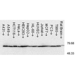 Invitrogen HSP70 Monoclonal Antibody (C92F3A-5), FITC 200 &mu;g; FITC:Antibodies,