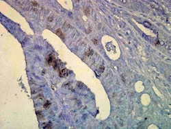 Invitrogen HSP70 Monoclonal Antibody (C92F3A-5), PerCP 200 &mu;g; PerCP:Antibodies,