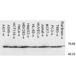 Invitrogen HSP70 Monoclonal Antibody (C92F3A-5), PerCP 200 &mu;g; PerCP:Antibodies,