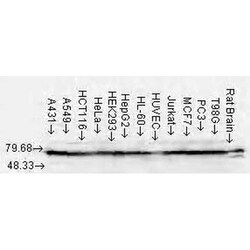 Invitrogen HSP70/HSC70 Monoclonal Antibody (N27F3-4), APC 200 &mu;g; APC:Antibodies,
