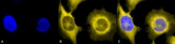 Invitrogen GRP94 Monoclonal Antibody (9G10), APC 200 &mu;g; APC:Antibodies,