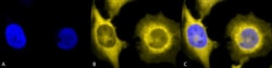 Invitrogen GRP94 Monoclonal Antibody (9G10), FITC 200 &mu;g; FITC:Antibodies,