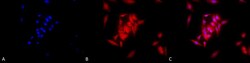 Invitrogen GRP94 Monoclonal Antibody (9G10), FITC 200 &mu;g; FITC:Antibodies,