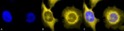 Invitrogen GRP94 Monoclonal Antibody (9G10), PerCP 200 &mu;g; PerCP:Antibodies,