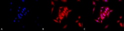 Invitrogen GRP94 Monoclonal Antibody (9G10), PerCP 200 &mu;g; PerCP:Antibodies,