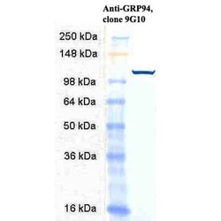 Invitrogen GRP94 Monoclonal Antibody (9G10), PerCP 200 &mu;g; PerCP:Antibodies,