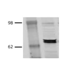 Invitrogen HSP70/HSC70 Monoclonal Antibody (BB70), FITC 200 &mu;g; FITC:Anticorps,