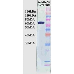 Invitrogen HSP70/HSC70 Monoclonal Antibody (BB70), FITC 200 &mu;g; FITC:Anticorps,