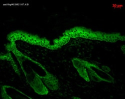 Invitrogen HSP90 Monoclonal Antibody (H9010), PerCP 200 &mu;g; PerCP:Antibodies,