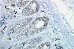 Invitrogen HSP90 Monoclonal Antibody (H9010), PerCP 200 &mu;g; PerCP:Antibodies,