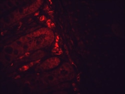 Invitrogen HSP90 Monoclonal Antibody (H9010), PerCP 200 &mu;g; PerCP:Antibodies,