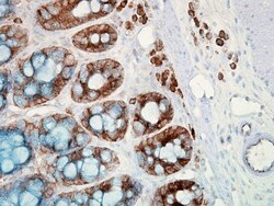Invitrogen HSP90 Monoclonal Antibody (H9010), PerCP 200 &mu;g; PerCP:Antibodies,
