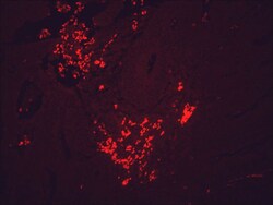 Invitrogen HSP90 Monoclonal Antibody (H9010), PerCP 200 &mu;g; PerCP:Antibodies,