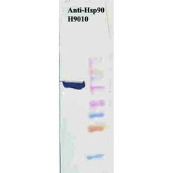 Invitrogen HSP90 Monoclonal Antibody (H9010), PerCP 200 &mu;g; PerCP:Antibodies,