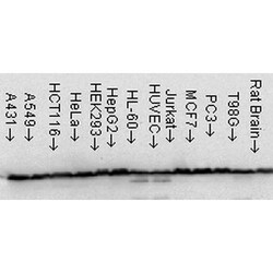 Invitrogen HSP60 Monoclonal Antibody (LK1), FITC 200 &mu;g; FITC:Antibodies,