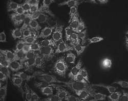 Invitrogen HSP60 Monoclonal Antibody (LK1), PerCP 200 &mu;g; PerCP:Antibodies,