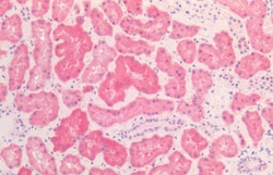 HSP60 Monoclonal Antibody (LK2), APC, Invitrogen 200 &mu;g; APC:Antibodies,