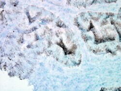 Invitrogen HSP60 Monoclonal Antibody (LK2), FITC 200 &mu;g; FITC:Antibodies,