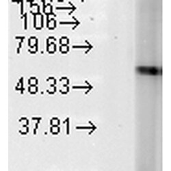 Invitrogen HSP60 Monoclonal Antibody (LK2), FITC 200 &mu;g; FITC:Antibodies,