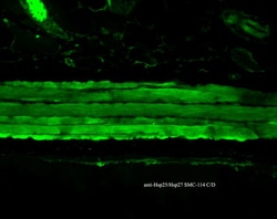 Invitrogen HSP27 Monoclonal Antibody (8A7), FITC 100 &mu;g; FITC:Antibodies,