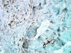 Invitrogen HSP27 Monoclonal Antibody (8A7), FITC 100 &mu;g; FITC:Antibodies,