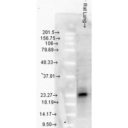 Invitrogen HSP27 Monoclonal Antibody (8A7), FITC 100 &mu;g; FITC:Antibodies,