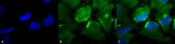 Invitrogen CD74 Monoclonal Antibody (PIN.1), FITC 100 &mu;g; FITC:Antibodies,