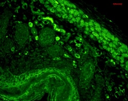 Invitrogen CD74 Monoclonal Antibody (PIN.1), PerCP 100 &mu;g; PerCP:Antibodies,