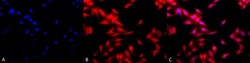 Invitrogen HSF1 Monoclonal Antibody (10H8), FITC 100 &mu;g; FITC:Antibodies,