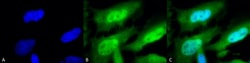 Invitrogen HSF1 Monoclonal Antibody (10H8), PerCP 100 &mu;g; PerCP:Antibodies,