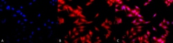 Invitrogen HSF1 Monoclonal Antibody (10H8), PerCP 100 &mu;g; PerCP:Antibodies,
