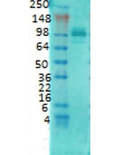 Invitrogen PSD-95 Monoclonal Antibody (6G6), FITC 100 &mu;g; FITC:Antibodies,