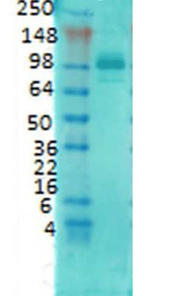 Invitrogen PSD-95 Monoclonal Antibody (6G6), PerCP 100 &mu;g; PerCP:Antibodies,