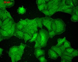Invitrogen PSD-95 Monoclonal Antibody (7E3), APC 100 &mu;g; APC:Antibodies,