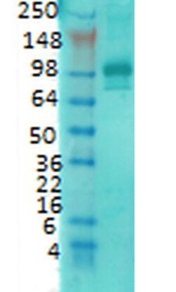 Invitrogen PSD-95 Monoclonal Antibody (7E3), APC 100 &mu;g; APC:Antibodies,