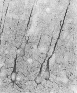 Invitrogen PSD-95 Monoclonal Antibody (7E3), FITC 100 &mu;g; FITC:Antibodies,
