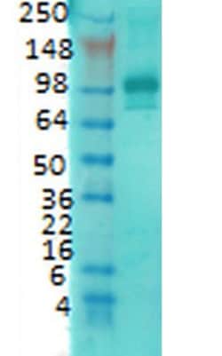 Invitrogen PSD-95 Monoclonal Antibody (7E3), FITC 100 &mu;g; FITC:Antibodies,